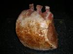 spunkymunky-The Smoke Ring Forum